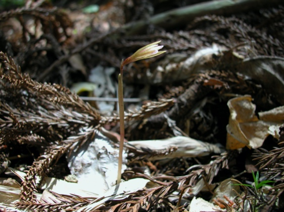 ⑦ムカゴサイシン 江戸時代に残された2点の絵を手がかりに新種記載し、のち1927年、再発見されたムカゴサイシン。その標本を見たときに、牧野富太郎の口を出た一句。「死んだ子に出会えしほどの嬉しかな」撮影：Stephan Gale