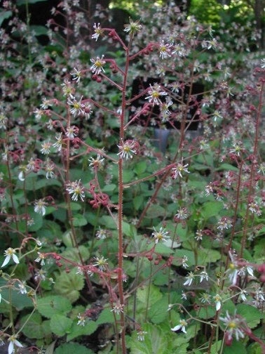 ⑥ホシザキユキノシタ つくば市の花ホシザキユキノシタを名付けたのも牧野富太郎。撮影：佐藤絹枝