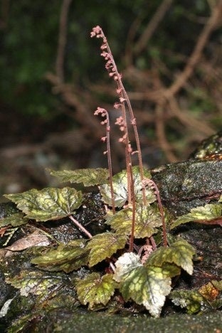 ④シコクチャルメルソウ（Mitella stylosa var. makinoi）上記学名は精巧な牧野の植物図にちなむ。