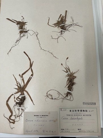 ③牧野富太郎が筑波山で採取した標本。アズマスゲ（国立科学博物館所蔵）1894年4月に筑波山で採取された標本