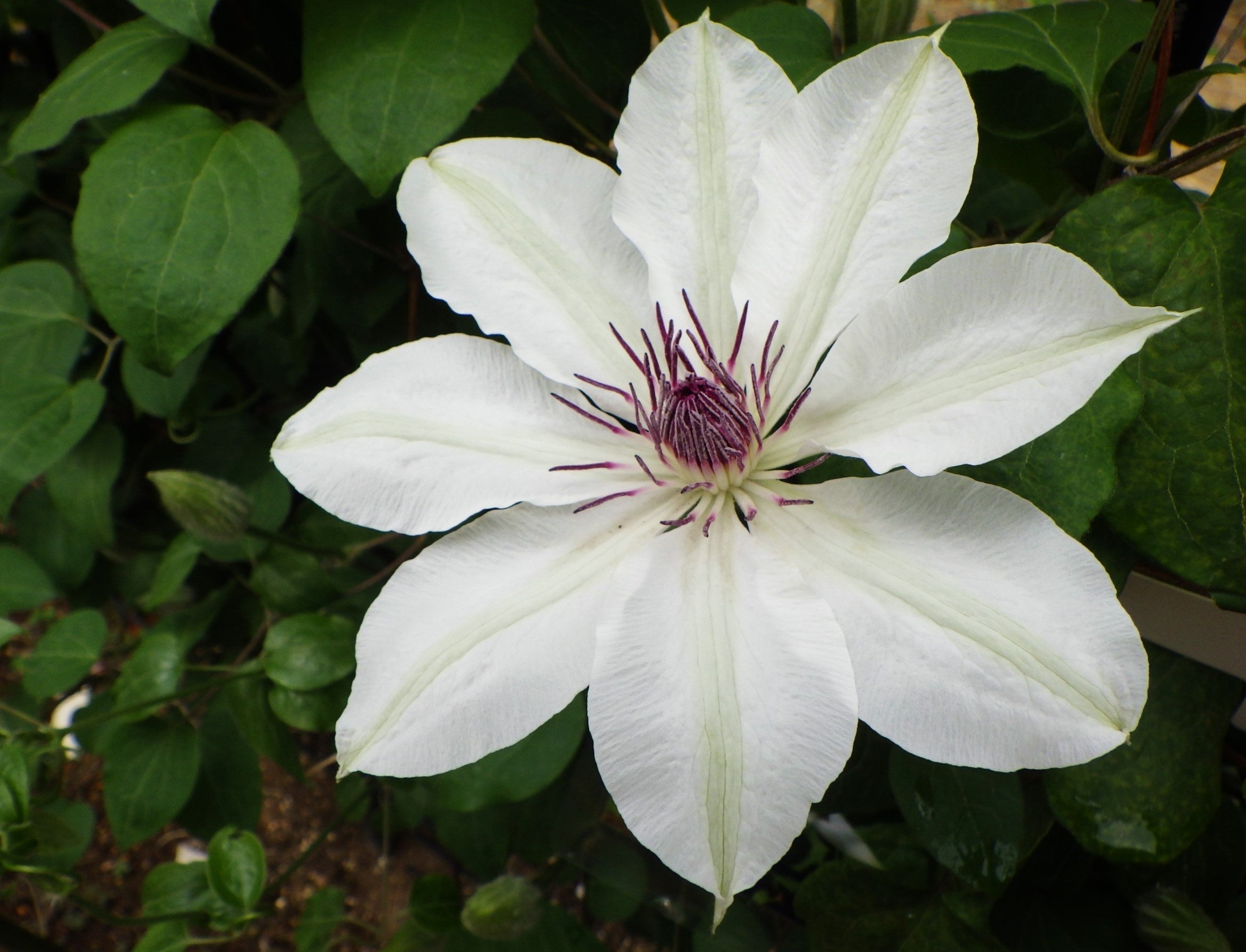 大八洲（オオヤシマ）　パテンス（カザグルマ）系の園芸品種。戦後まもなく作られたと考えられる希少な品種。