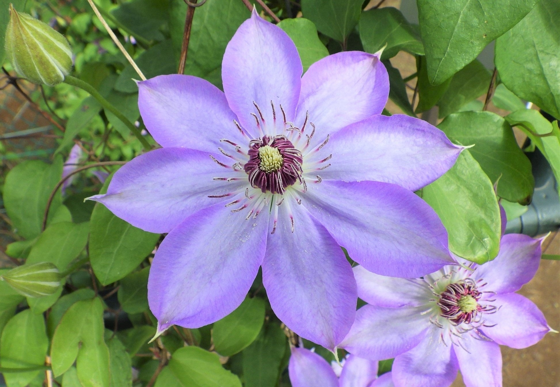 カザグルマ（群馬・長野原産） 花に多様な変異が見られる産地だったが、ダム建設で自生地が消失。