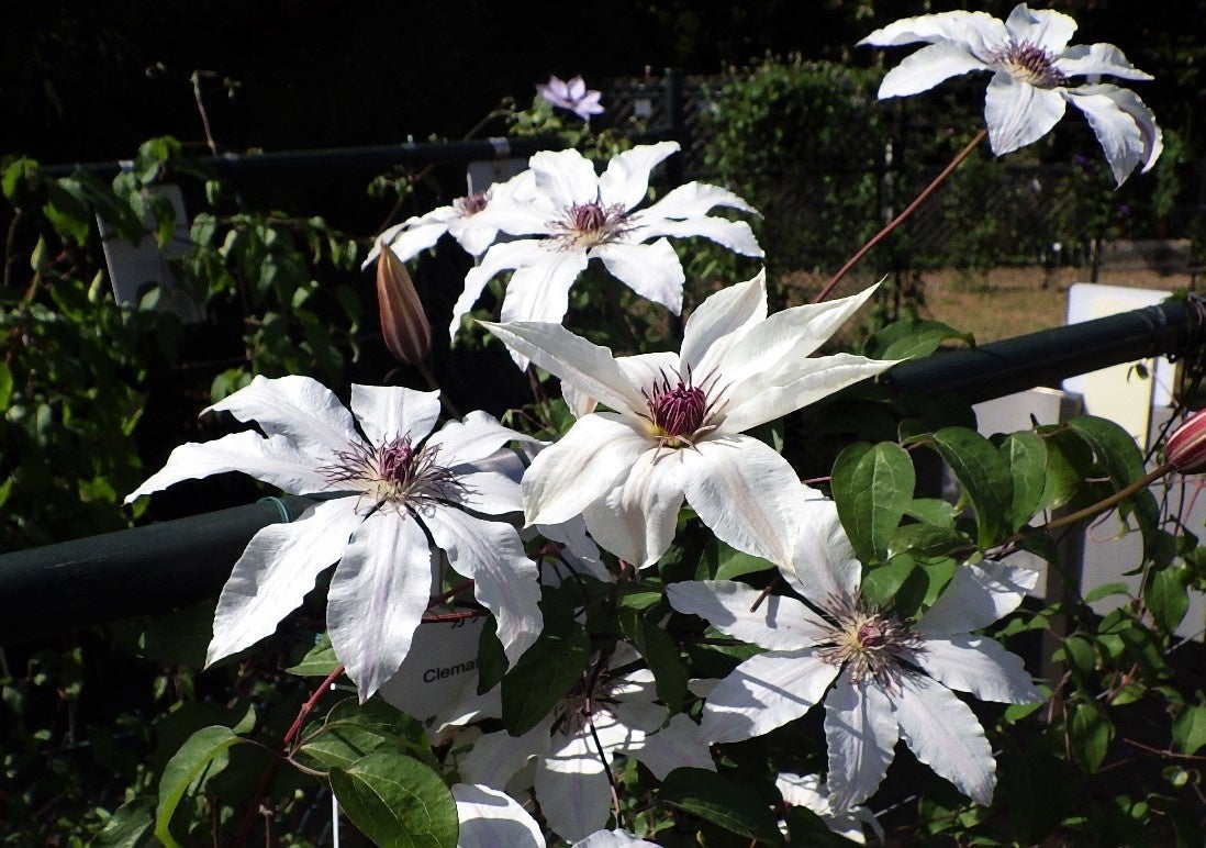 カザグルマ（静岡・浜松産） 道路開発のために、自生地が壊滅的な被害を受け、当園で保全している。
