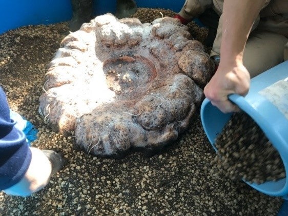 ショクダイオオコンニャク（大個体）のイモ（塊茎）&nbsp; （令和5年 2月 6 日時点の写真）&nbsp; イモ重量75kg、直径 70cm、厚さ 36cm