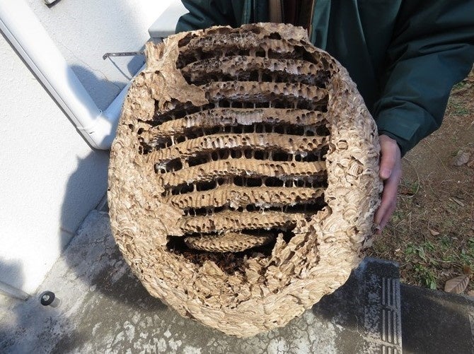 キイロスズメバチの巣