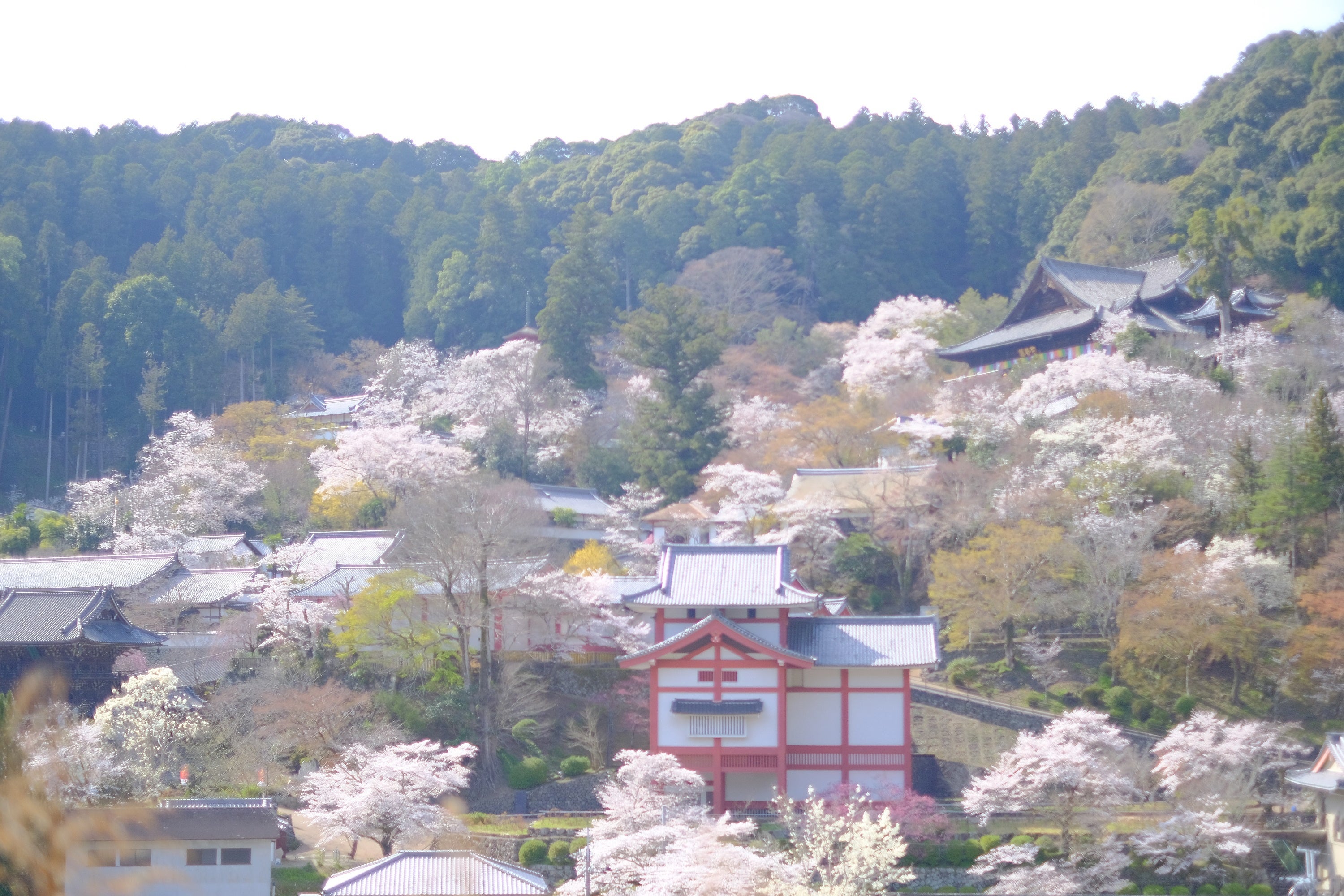 真言宗豊山派総本山長谷寺　全景（奈良県桜井市）