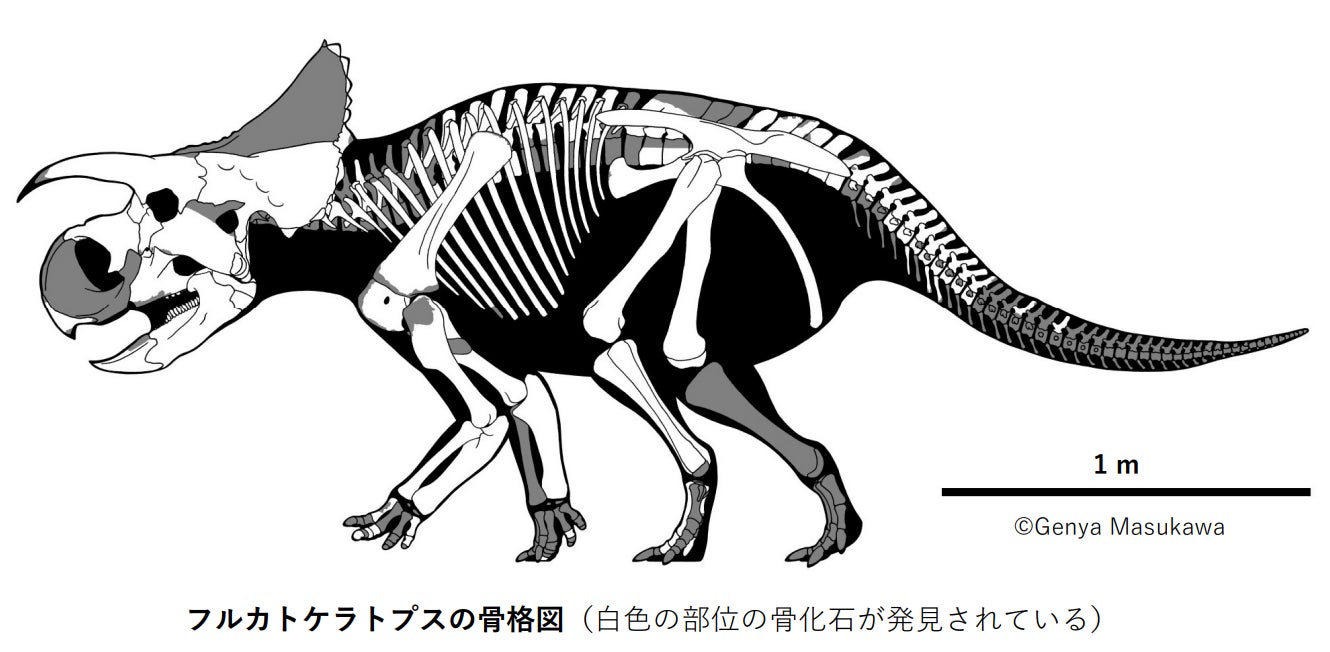 国立科学博物館】新種の角竜を命名~『恐竜博2023 大阪会場』で実物 国立科学博物館】新種の角竜を命名~『恐竜博2023 大阪会場』で実物