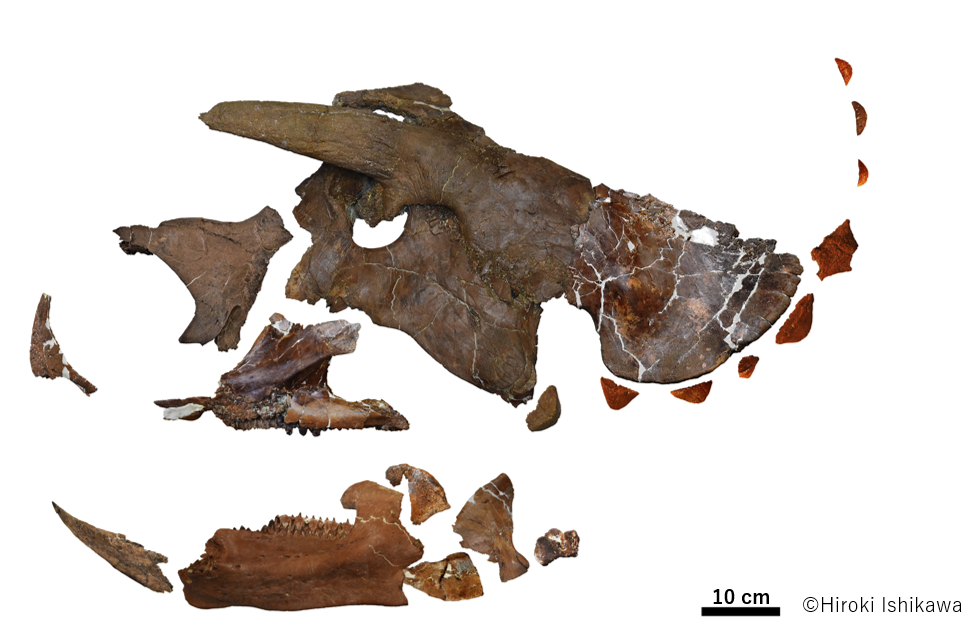 図4：本標本の頭部。頭骨を構成する多数の骨が良好な保存状態で見つかっている。