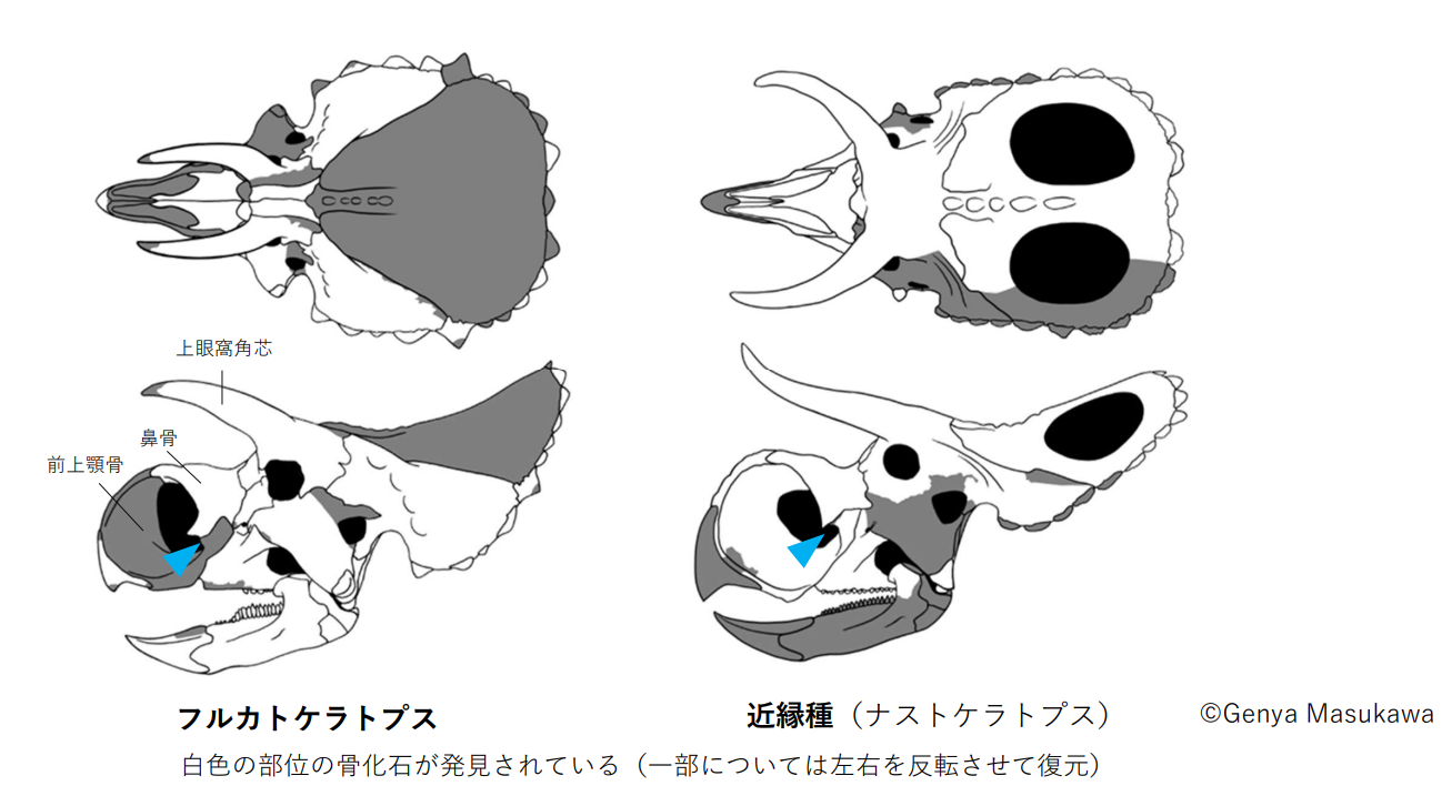 図2：フルカトケラトプスと近縁種の頭骨の比較。フルカトケラトプスでは、上眼窩角芯（目の上の角を支える骨）が根元から大きく前方へ伸び、やや内側に曲がっている。また、鼻骨と前上顎骨の関節部（青い三角で示した部位）の形態も異なる（左右は一部反転。スケール不同）。