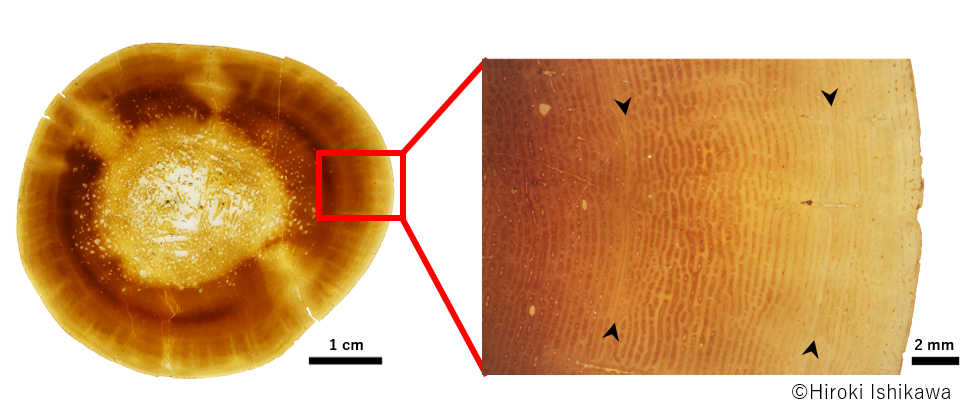 図3：本標本の左上腕骨の断面と成長停止線（▲で示した線が成長停止線）
