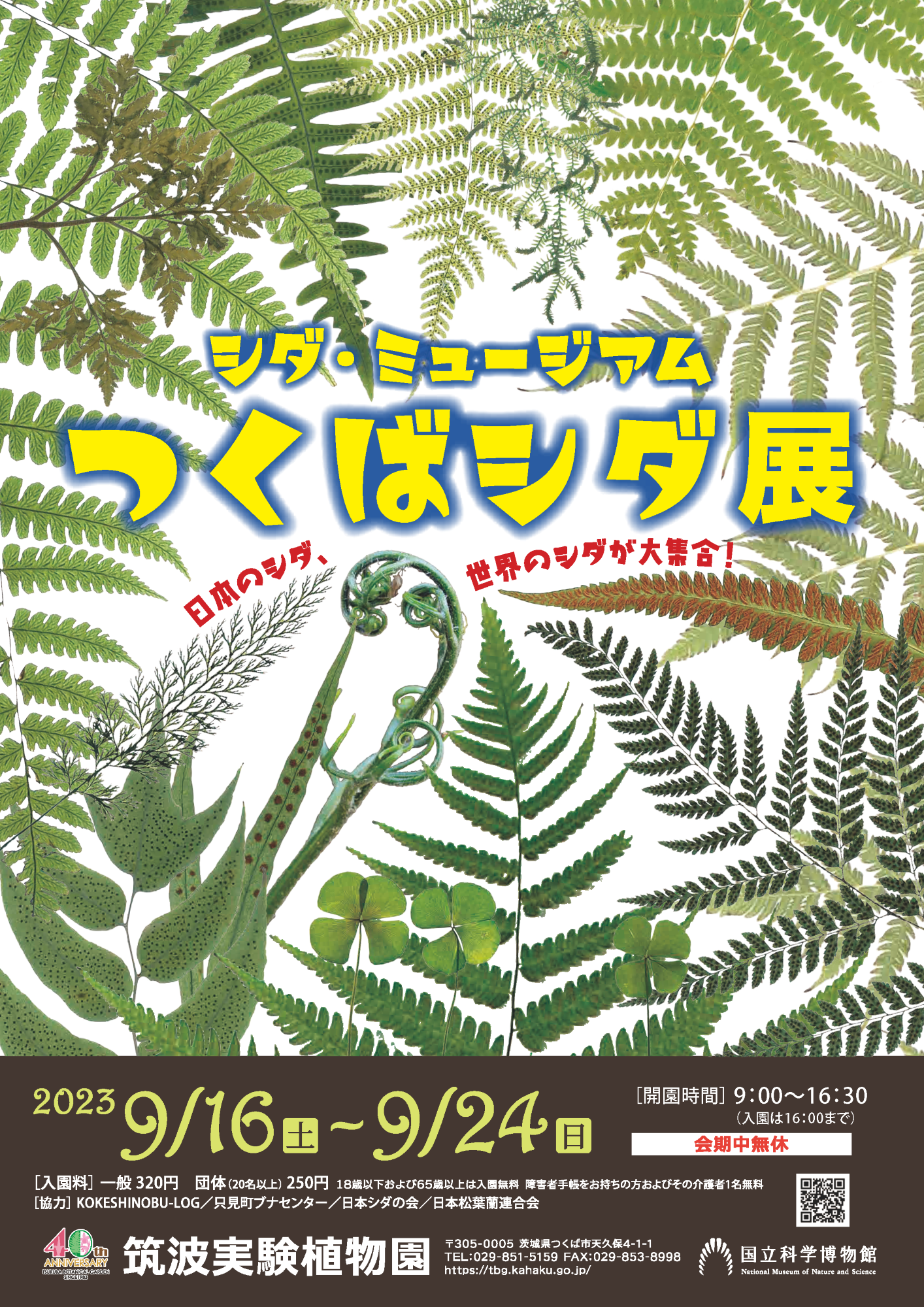 企画展　「シダ・ミュージアム　―つくばシダ展―」チラシ