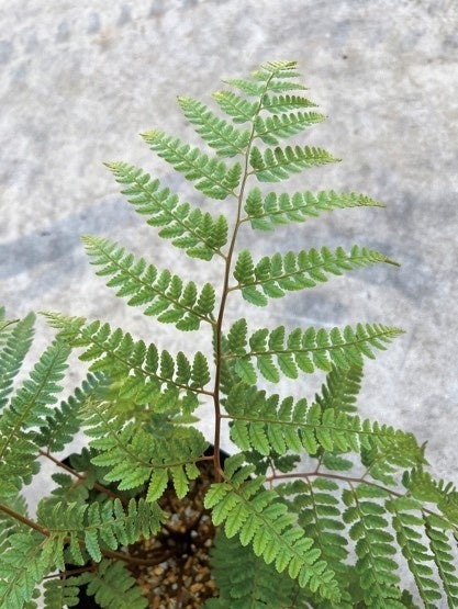 タカサゴイヌワラビ