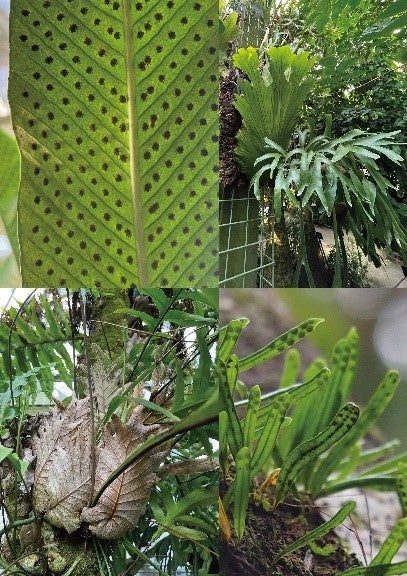 ③ウラボシ科の多様な形態