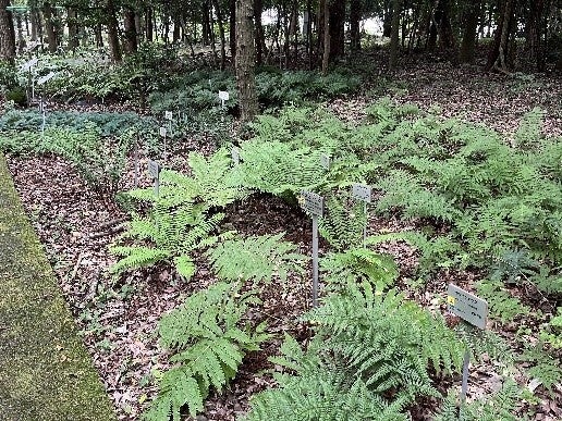 ⑥シダ植物区（常設展示）