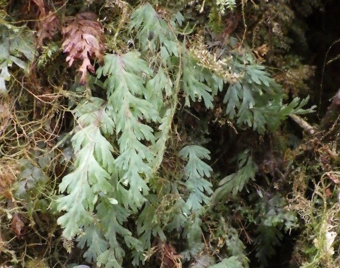 ⑤コケシノブ（提供：KOKESHINOBU-LOG）