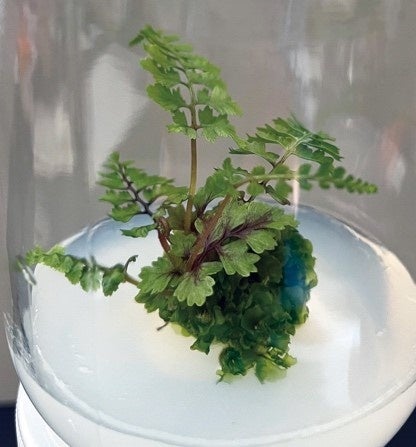 ②ヤクシマタニイヌワラビの培養