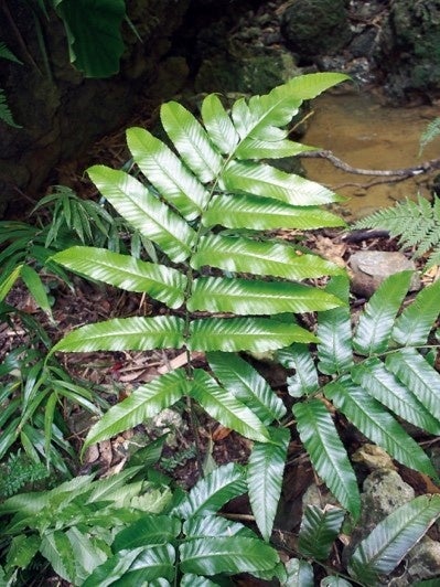 ④2018年に発見されたムシャシダ（本展で初公開）