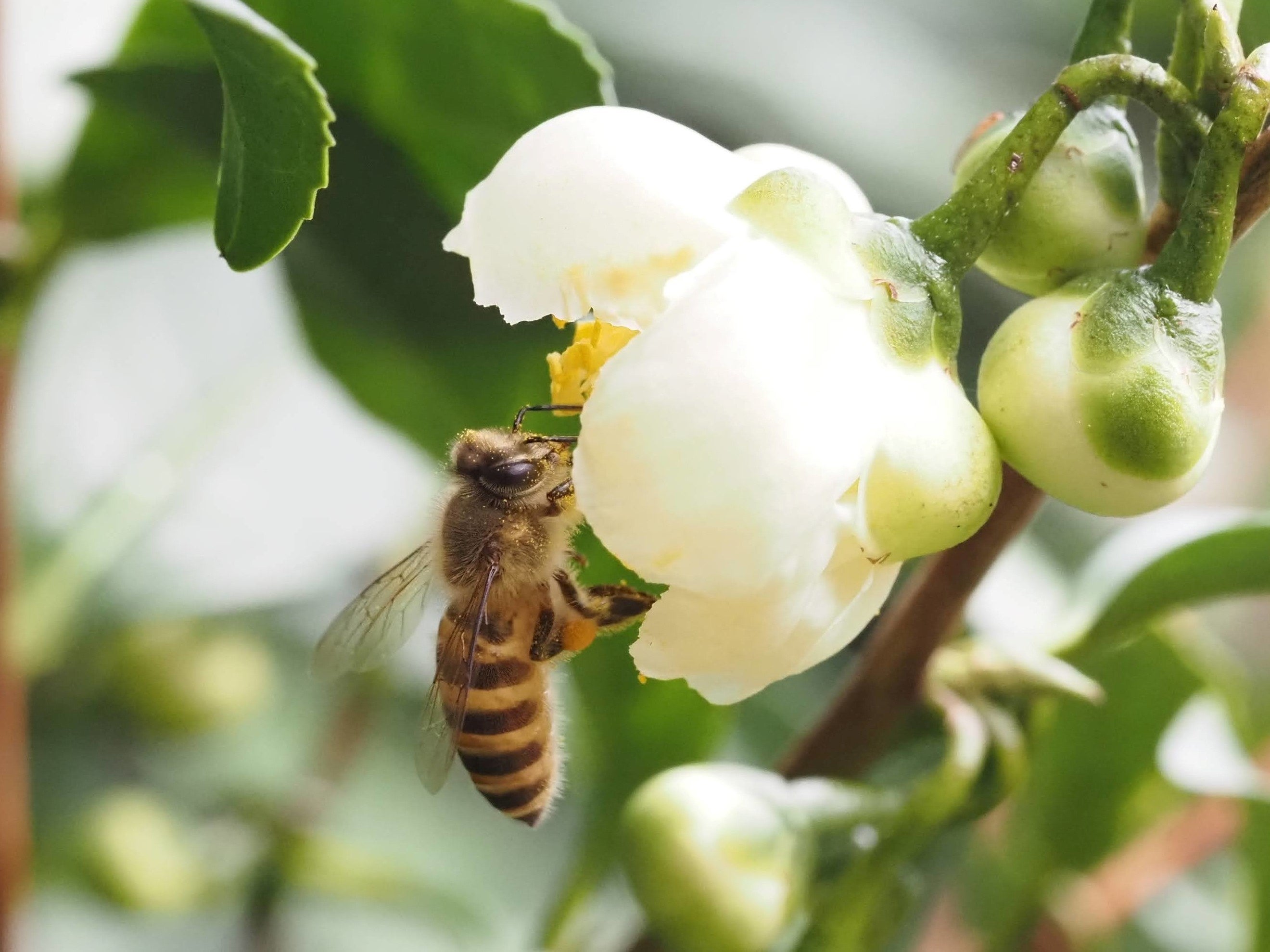 吹上御苑内のニホンミツバチ