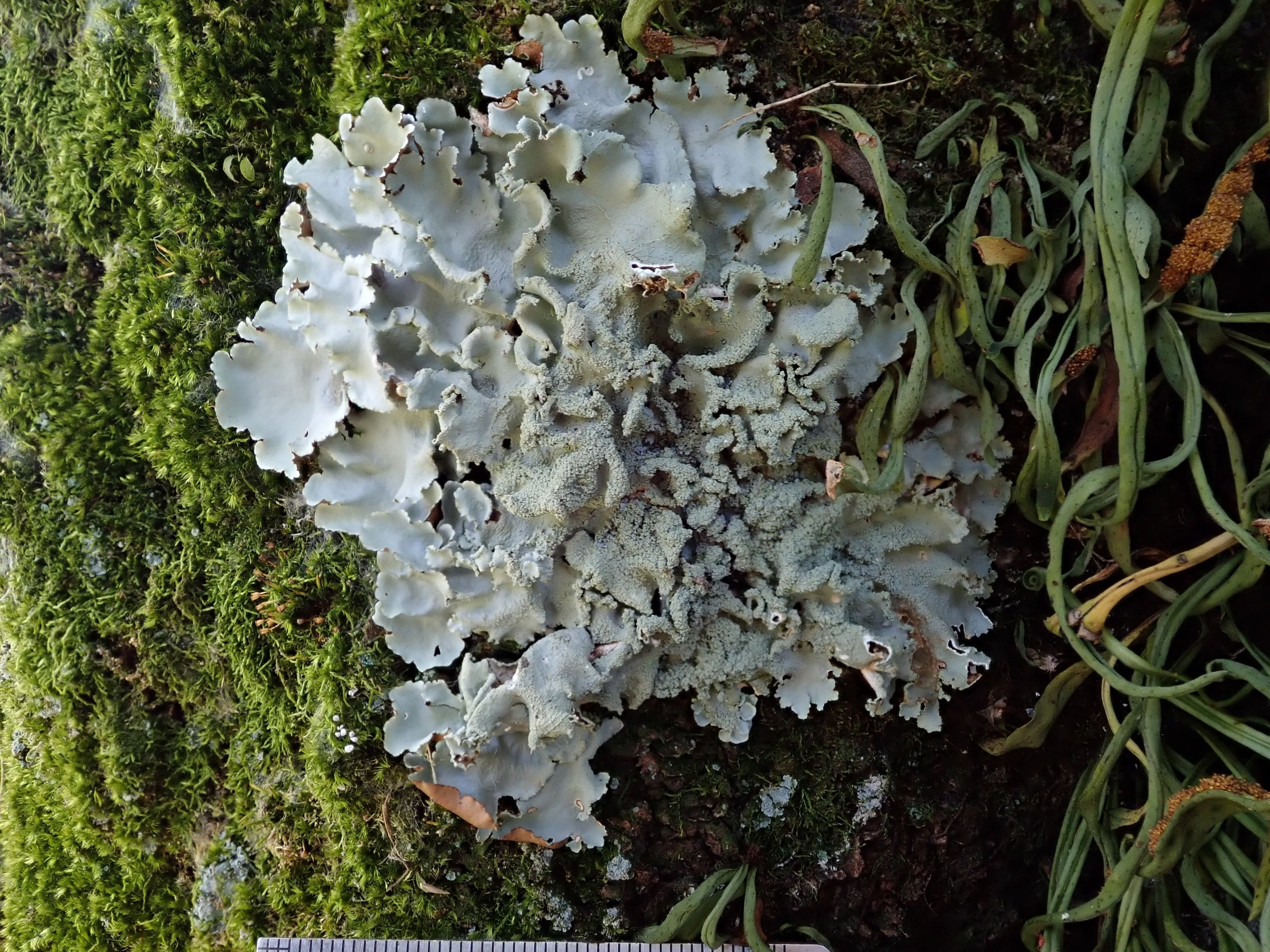 皇居で定着・成長が確認されたウメノキゴケ