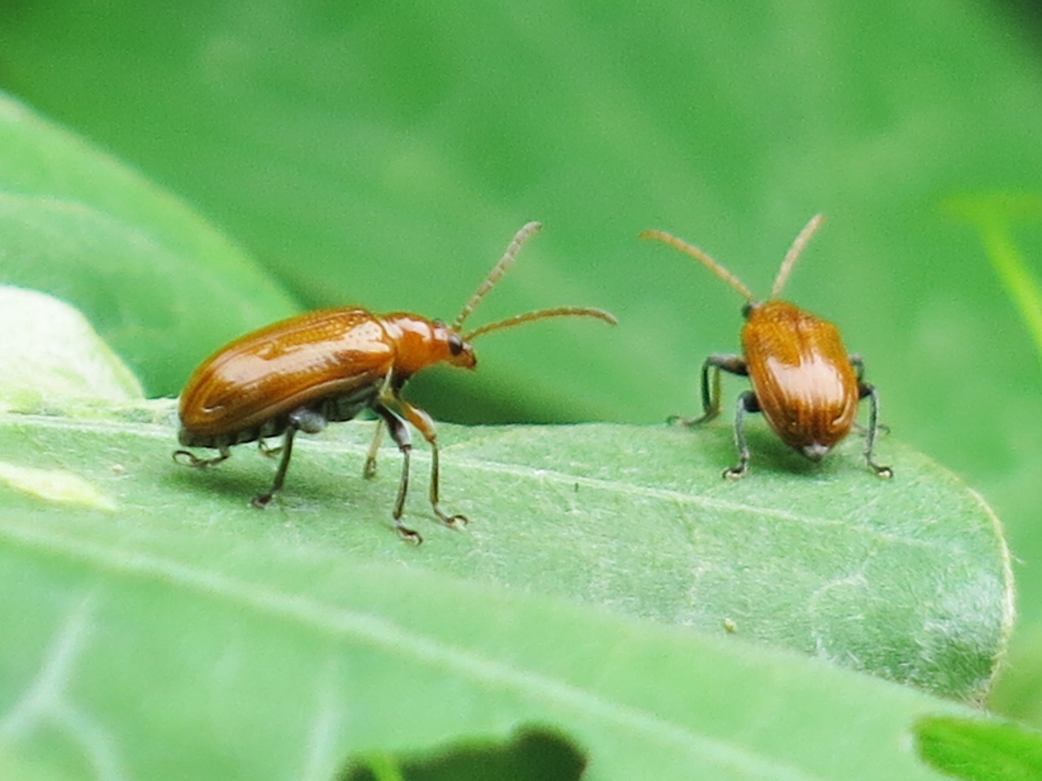 皇居で近年見られるようになった外来種クズクビボソハムシ