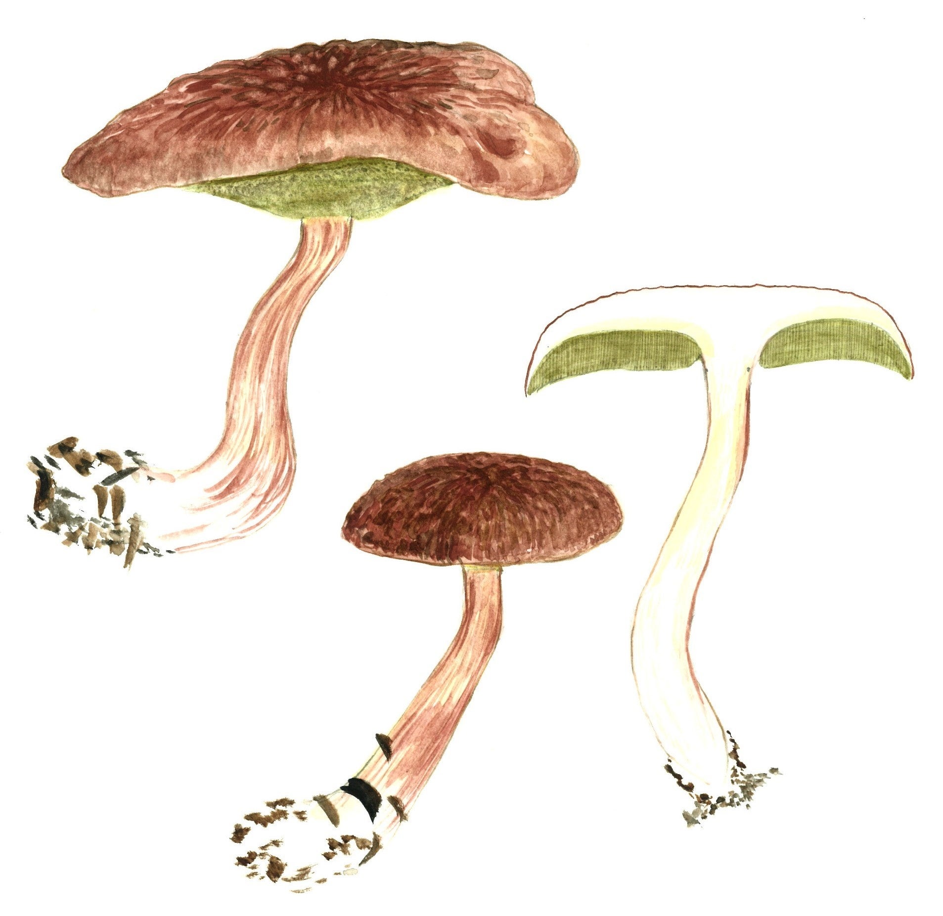 ヌメリコウジタケの水彩画（池田良幸・作）