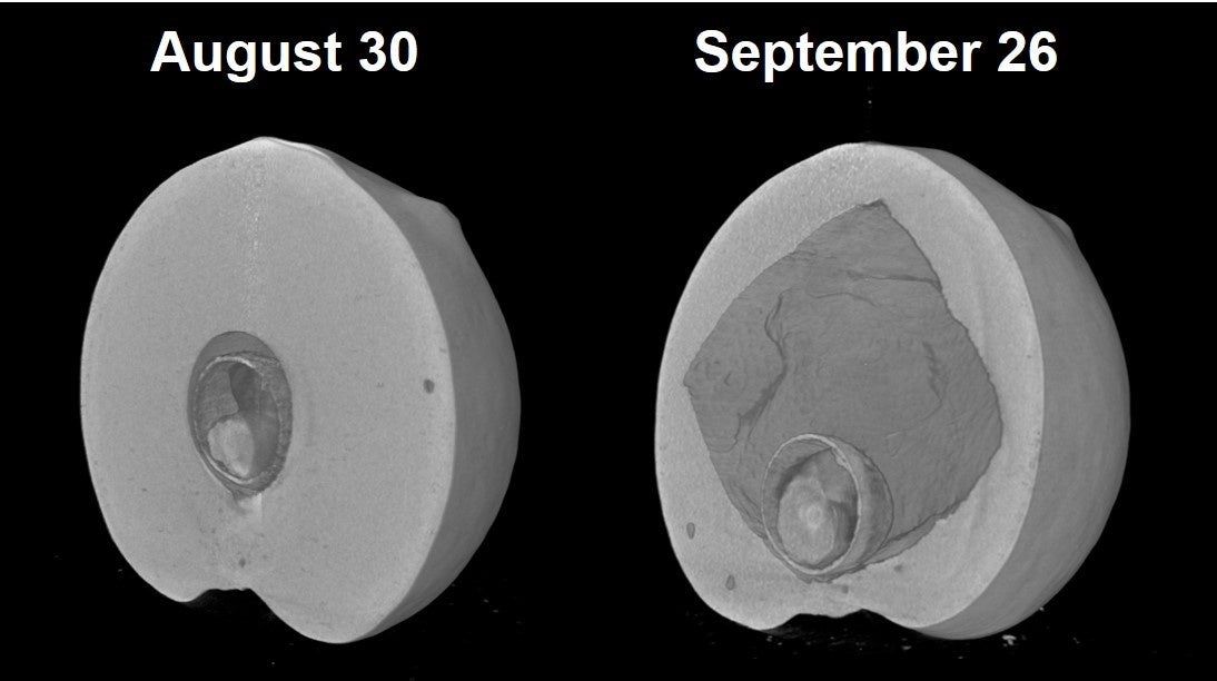 写真4：マイクロＣＴによって観察されたカシワハスズタマフシの内部構造の変化