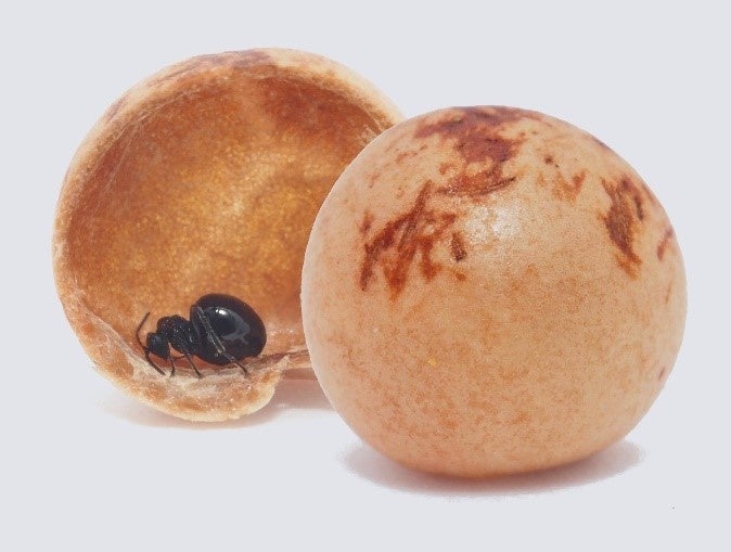 写真３：カシワハスズタマバチ。成虫は翅が無く、アリのよう。幼虫室は取り除いている。