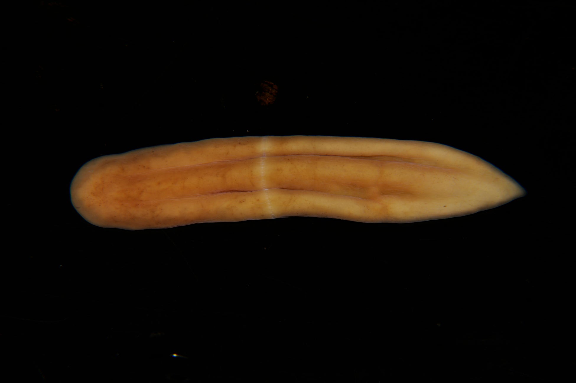 珍無腸形動物門ニッポンチンウズムシ(写真:国立科学博物館)