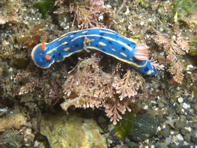 国立科学博物館の企画展「知られざる海生無脊椎動物の世界」が開催!海洋生物の魅力を探る展示 国立科学博物館の企画展「知られざる海生無脊椎動物の世界」が開催!海洋生物の魅力を探る展示