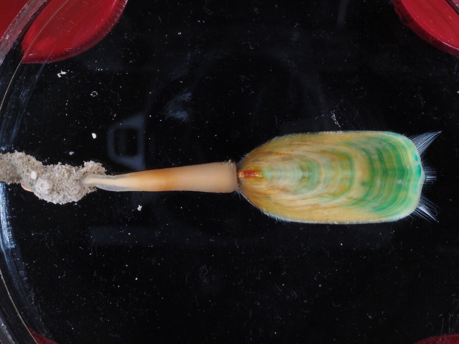 腕足動物門ミドリシャミセンガイ(写真:国立科学博物館)