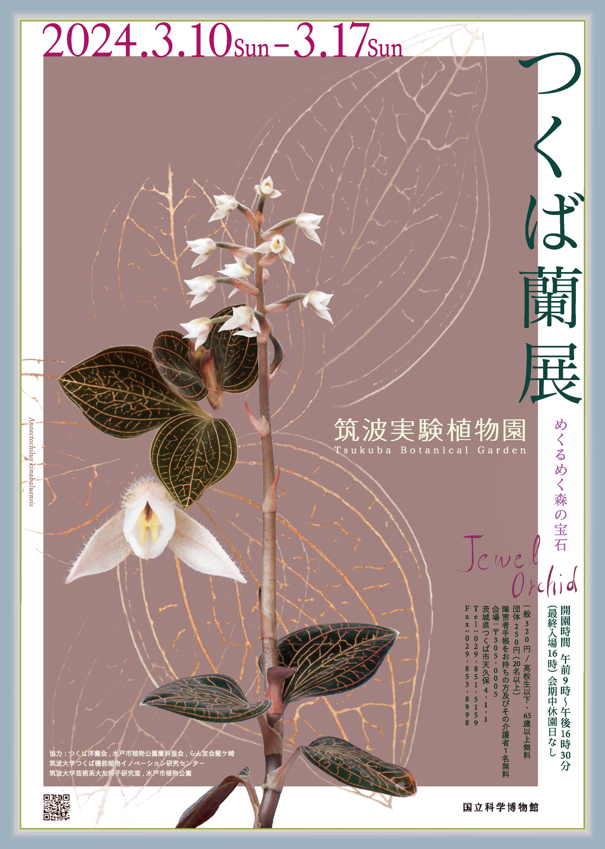 企画展「つくば蘭展」チラシ