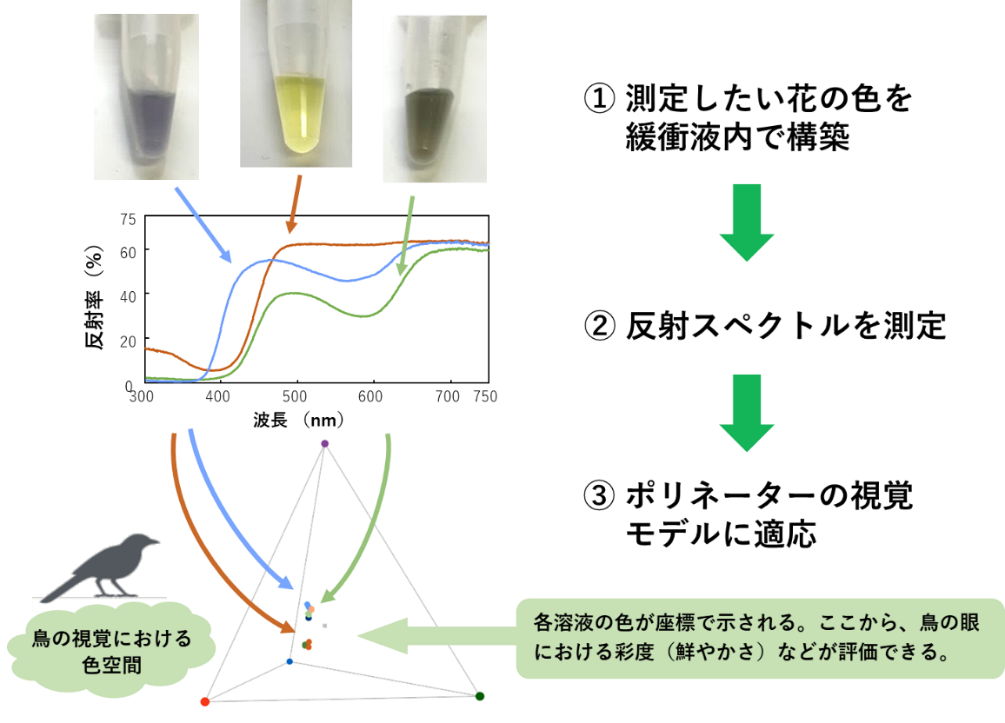 図３：花色の再構築溶液を用いたポリネーターの視覚評価