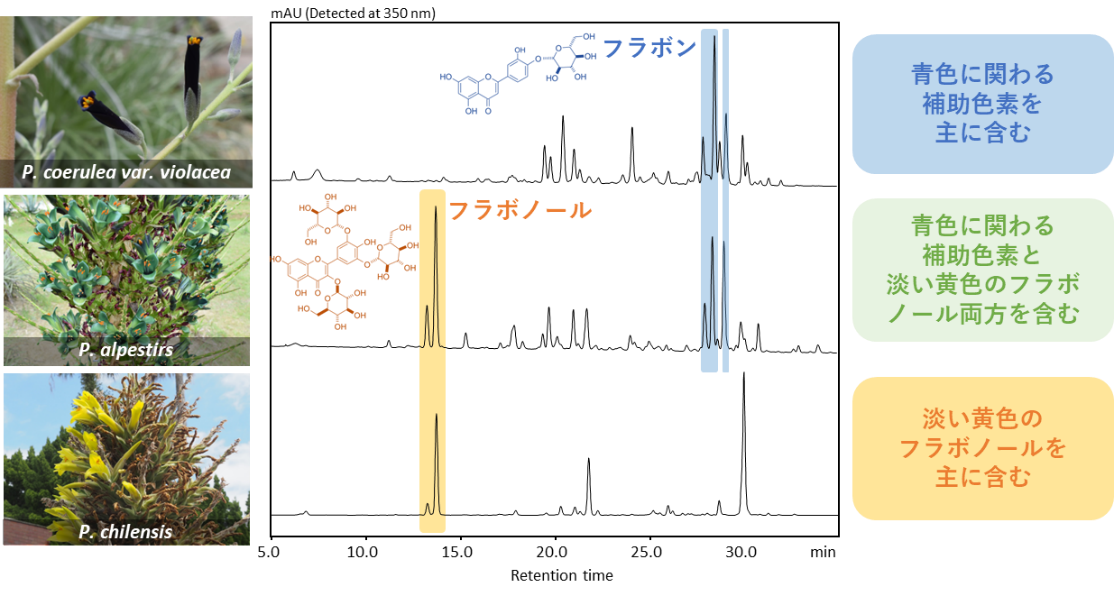 図２：３種のチリ産プヤ属植物の花における成分解析