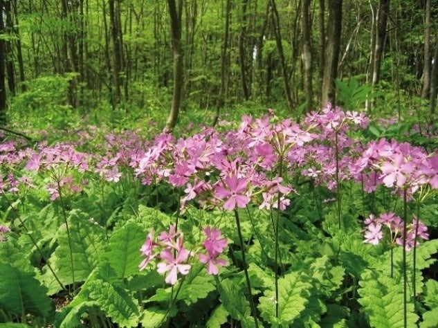 サクラソウの自生地の様子