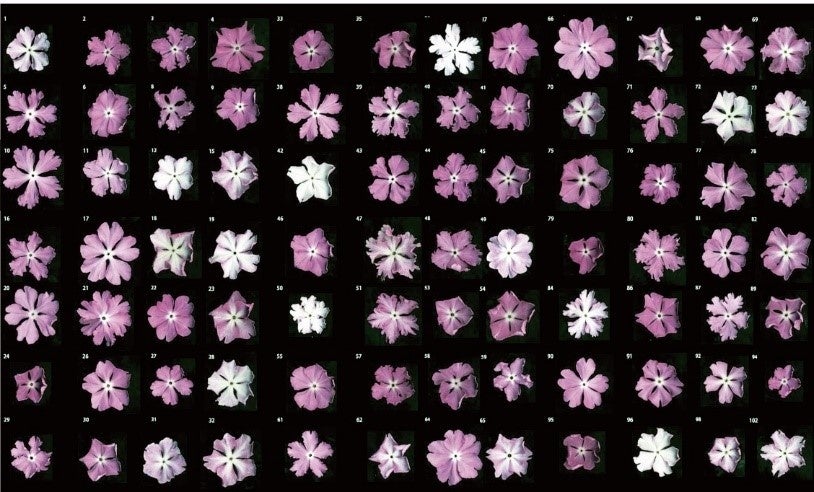 園芸品種の交配から生じる多様な色・形