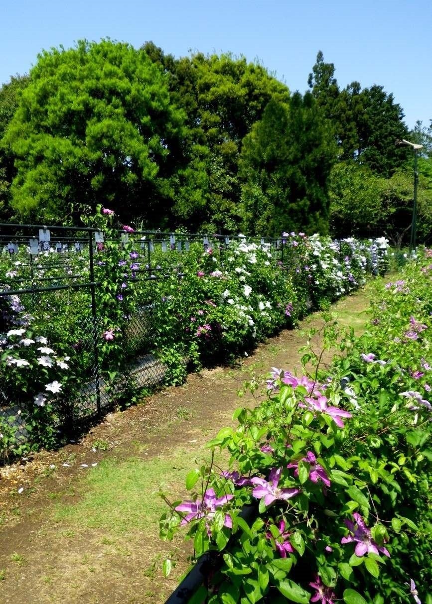 5月上旬（パテンス系など）