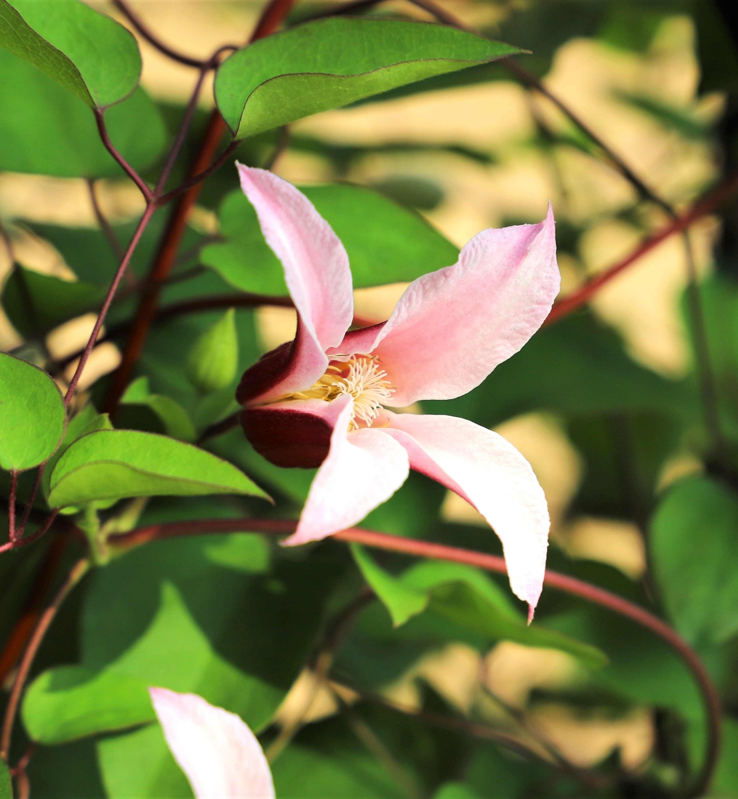 エール・フクシマ （福島発の新しい品種）