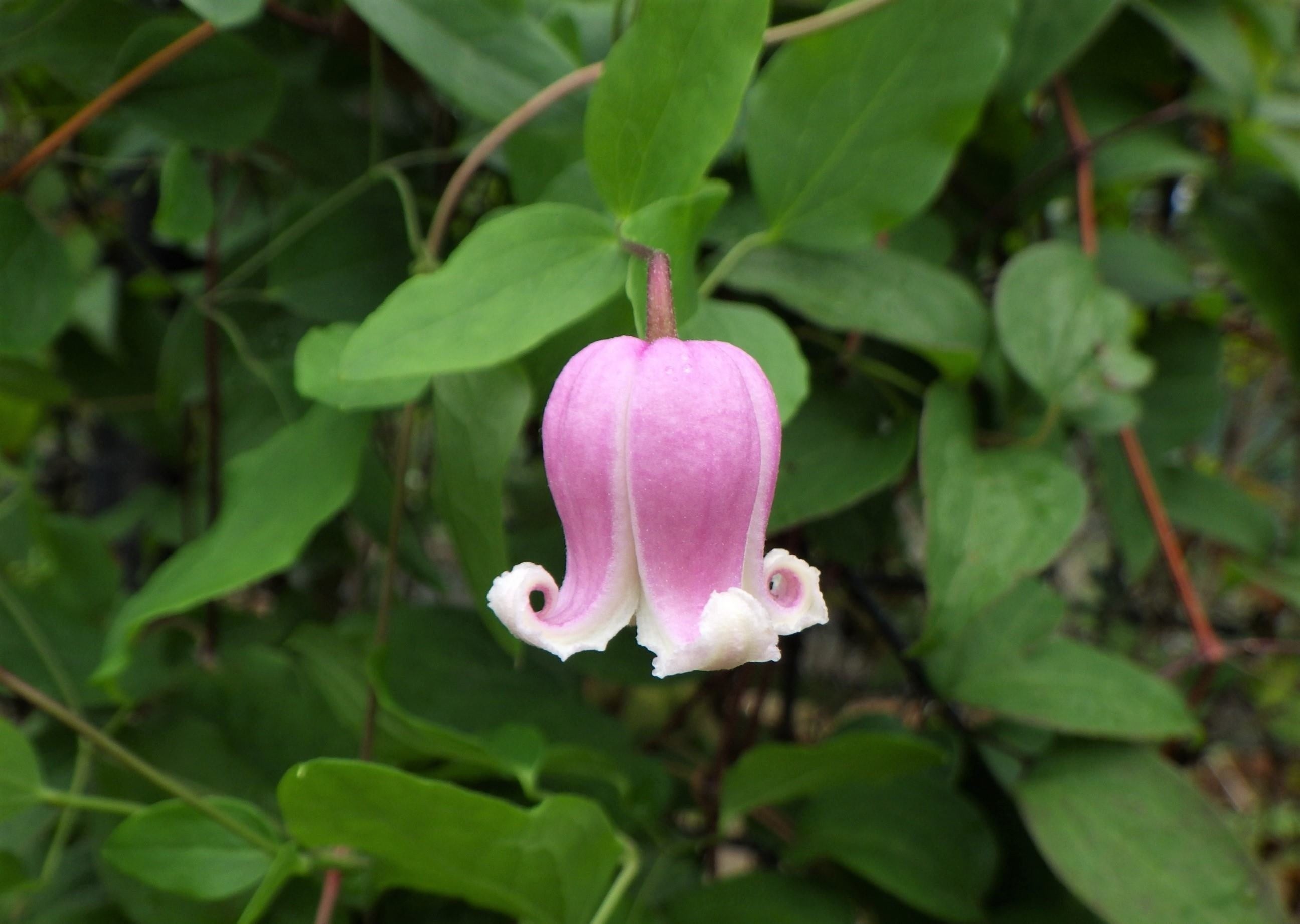 ティンクル・ピンク　原種はアメリカに分布するヴィオルナ系の品種で、可愛らしい花を咲かせる、最新品種の1つ。