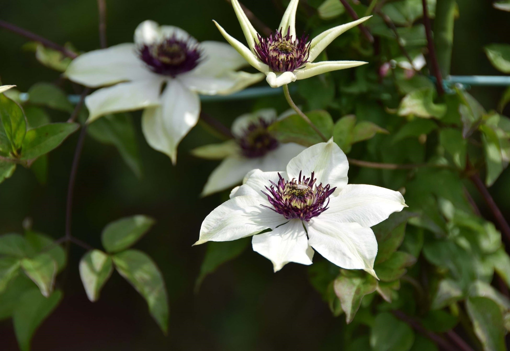 テッセン 日本でも古くから栽培されており、新しい品種の原種の一つにもなっている。5月中旬~下旬に開花する。