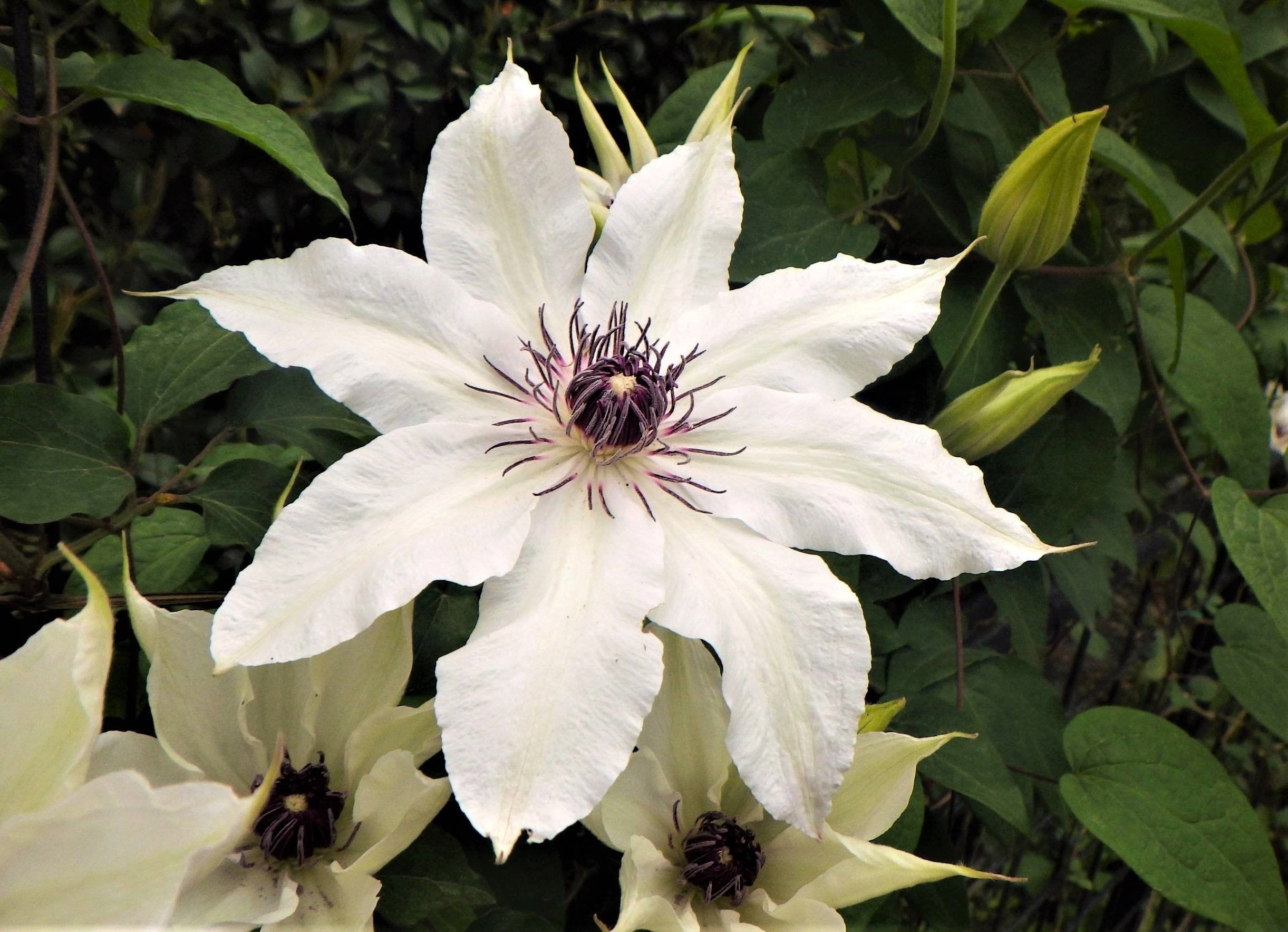 カザグルマ（茨城県産）　開発や園芸採取で数が減り絶滅危惧種のため当園で保全を行っている。会期前半が見ごろ。