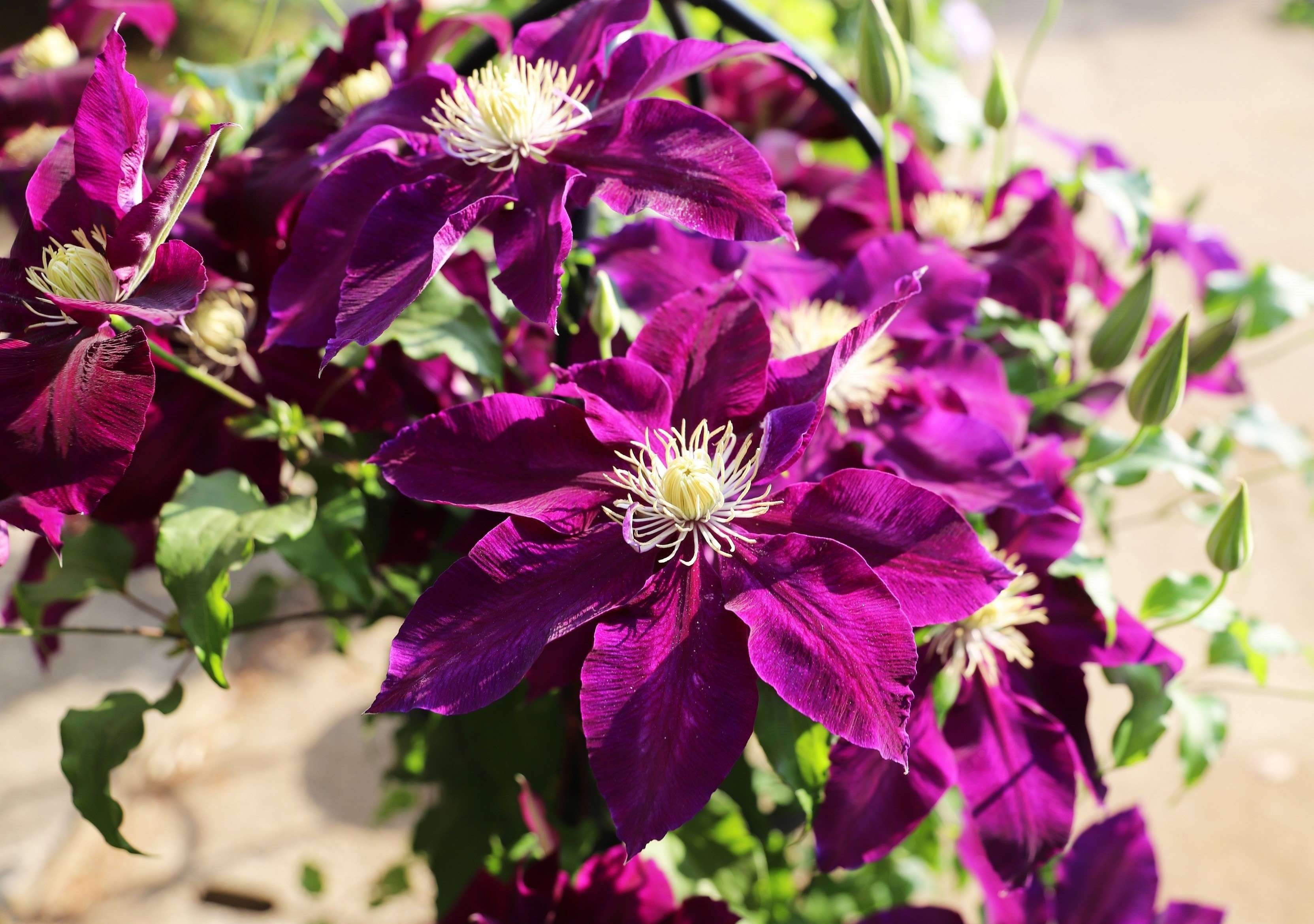 はやて　フロリダ（テッセン）系の品種で21世紀になり日本で生まれた園芸品種。5月中旬頃に開花する。