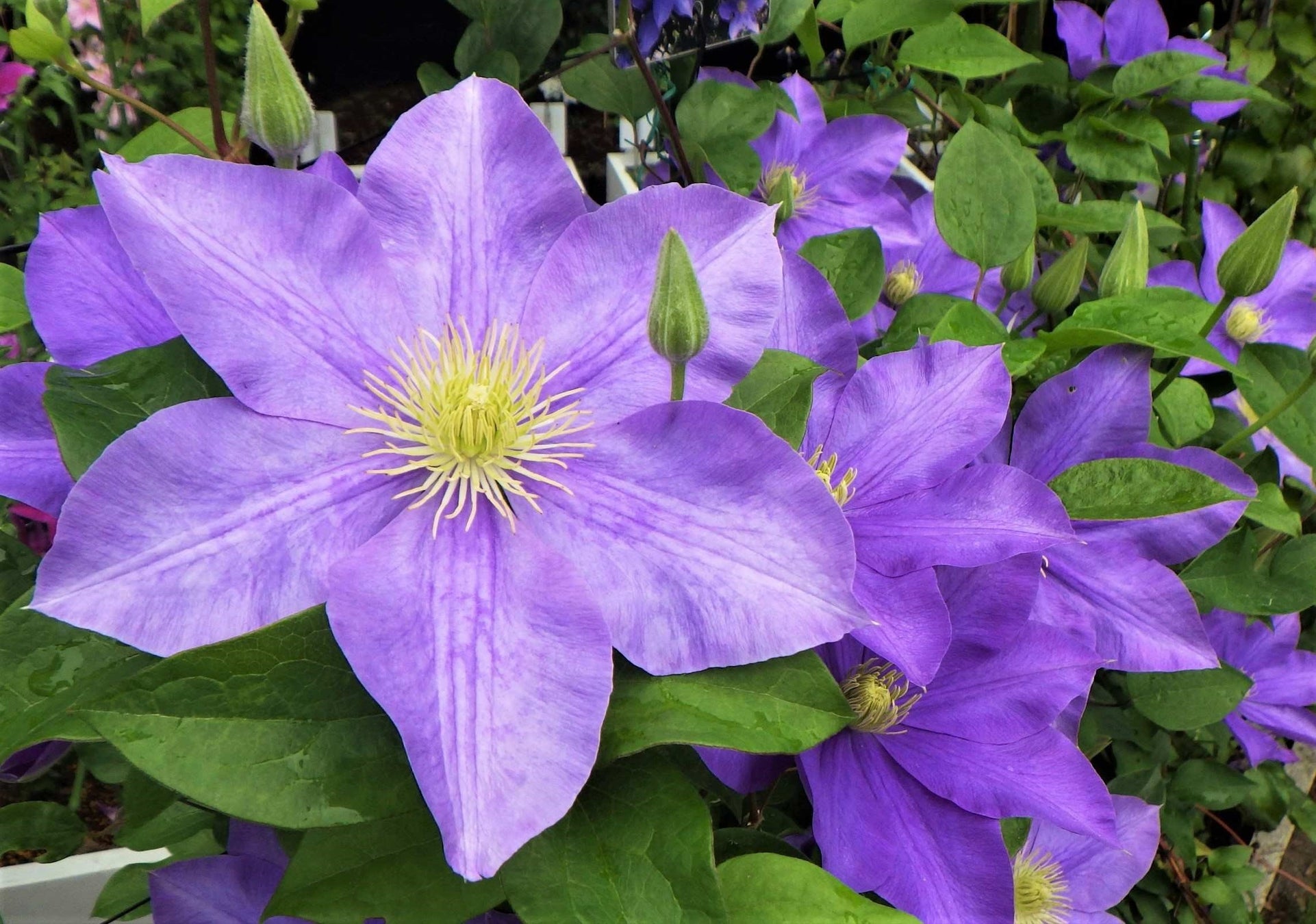 藤娘(フジムスメ) 当園で人気No.1の園芸品種。日本で作出され、海外でも流通している。会期後半に開花する。