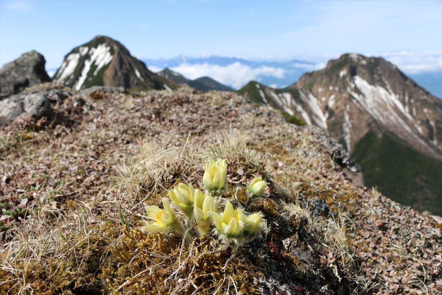 ツクモグサ（写真：国立科学博物館）