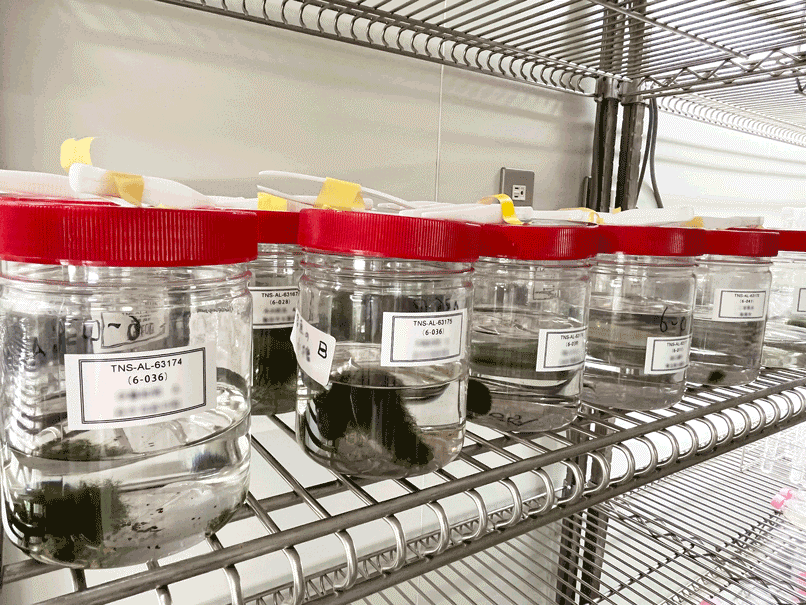 全国各地から送られてきたまりもの仲間