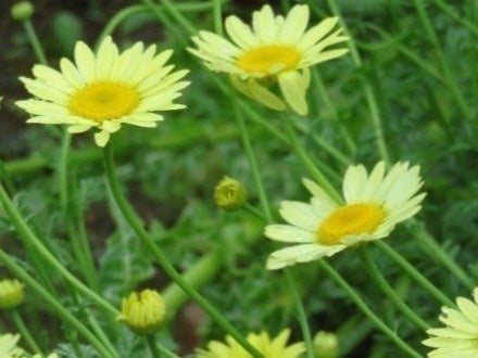 ダイヤーズカモミール