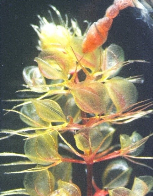 食虫ムジナモが赤虫を捕らえた瞬間