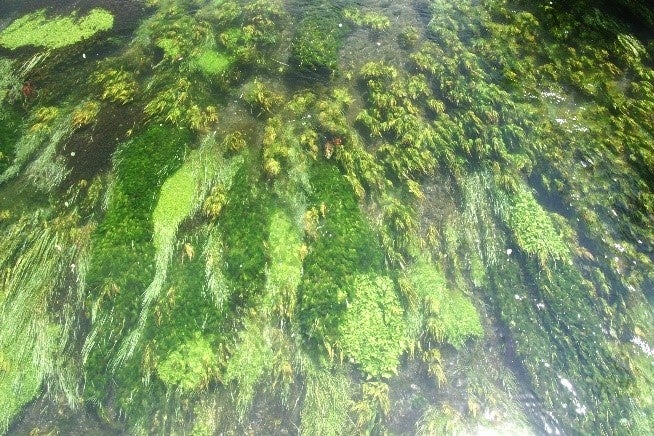 湧水河川の水草