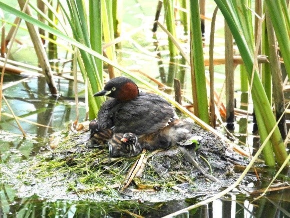 水草の巣で子育てをするカイツブリ