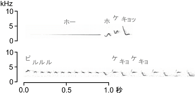 図1．ウグイスのさえずり（上）と谷渡り鳴き（下）
