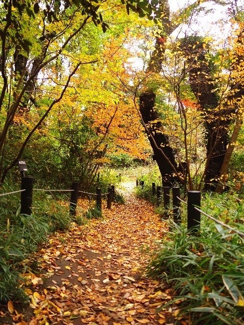 秋の自然教育園内の様子